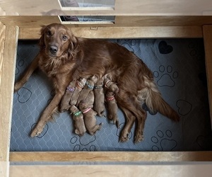 Golden Retriever Puppy for sale in ASPERS, PA, USA