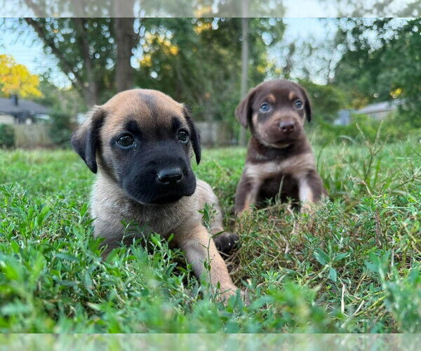 Medium Photo #2 Mutt Puppy For Sale in Imlay City, MI, USA
