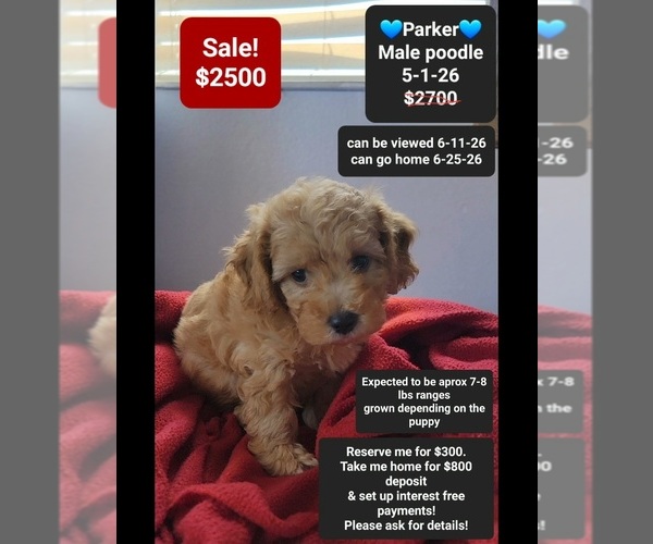 Medium Photo #1 Poodle (Toy) Puppy For Sale in TUCSON, AZ, USA