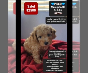 Poodle (Toy) Puppy for Sale in TUCSON, Arizona USA