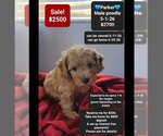 Image preview for Ad Listing. Nickname: Parker