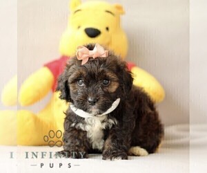 ShihPoo Puppy for sale in NEW HOLLAND, PA, USA