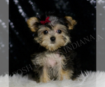 Small Morkie