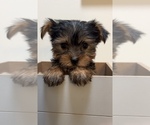 Small Photo #1 Yorkshire Terrier Puppy For Sale in MARTINSVILLE, IN, USA