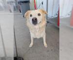 Small Golden Retriever