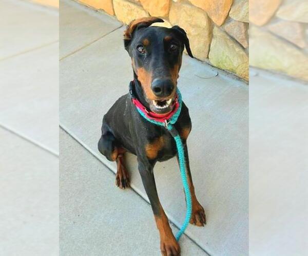 Medium Photo #1 Doberman Pinscher Puppy For Sale in Sacramento, CA, USA