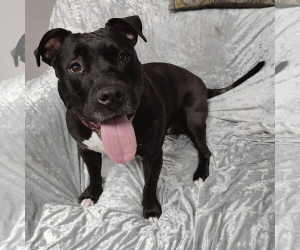Medium Photo #4 American Pit Bull Terrier Puppy For Sale in St. Louis Park, MN, USA