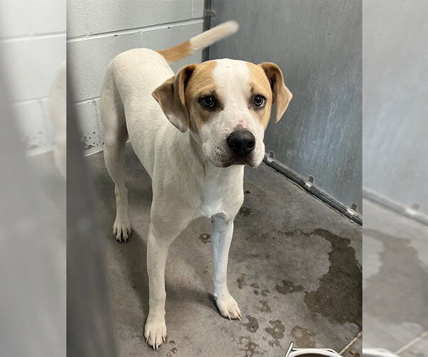 Medium Photo #1 American Foxhound-Unknown Mix Puppy For Sale in Tavares, FL, USA