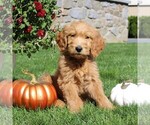 Small Photo #5 Goldendoodle Puppy For Sale in EPHRATA, PA, USA