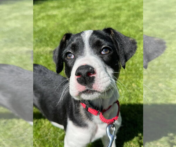 Medium Photo #1 Anatolian Shepherd Puppy For Sale in Gilberts, IL, USA