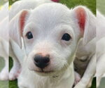 Small Mutt