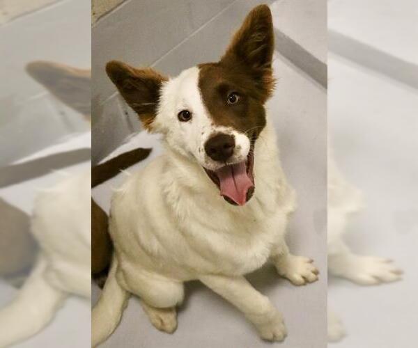 Medium Photo #1 Australian Shepherd-Unknown Mix Puppy For Sale in Augusta, GA, USA
