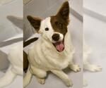 Small Australian Shepherd Mix