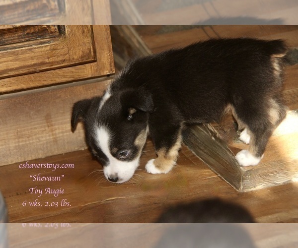 Medium Photo #10 Aussie-Corgi-Miniature Australian Shepherd Mix Puppy For Sale in LIND, WA, USA