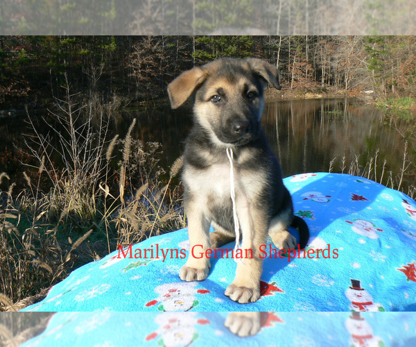 Medium Photo #5 German Shepherd Dog Puppy For Sale in PIEDMONT, MO, USA