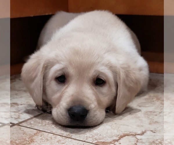Medium Photo #97 Labrador Retriever Puppy For Sale in OLYMPIA, WA, USA