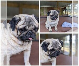 Mother of the Pug puppies born on 06/20/2025