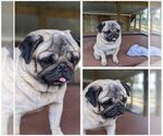 Small Photo #1 Pug Puppy For Sale in GREENVILLE, SC, USA