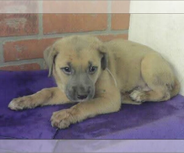 Medium Photo #2 American Staffordshire Terrier-Labrador Retriever Mix Puppy For Sale in Lakewood, CO, USA