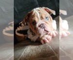 Small Photo #2 English Bulldog Puppy For Sale in POPLAR, CA, USA