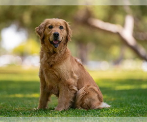 Mother of the Golden Retriever puppies born on 08/31/2026