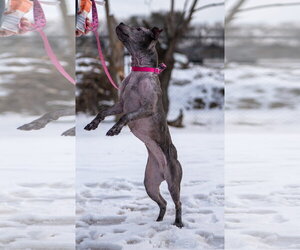 Isekai - Female Staffordshire Bull Terrier-Unknown Mix Dog for Adoption - Photo #8