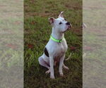 Small #8 American Pit Bull Terrier-Staffordshire Bull Terrier Mix