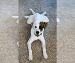Small Photo #2 Mutt Puppy For Sale in Sandy, UT, USA