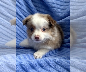 Miniature Australian Shepherd-Rat Terrier Mix Puppy for sale in FAIR HAVEN, MI, USA