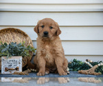 Small Photo #9 Golden Retriever Puppy For Sale in NAPPANEE, IN, USA