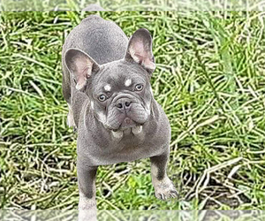 Mother of the French Bulldog puppies born on 12/01/2022