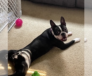 Boston Terrier Dog for Adoption in KINGSPORT, Tennessee USA