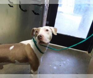 Mutt Dogs for adoption in Tulsa, OK, USA