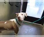 KRATOS - Male Mutt Dog for Adoption - Small photo