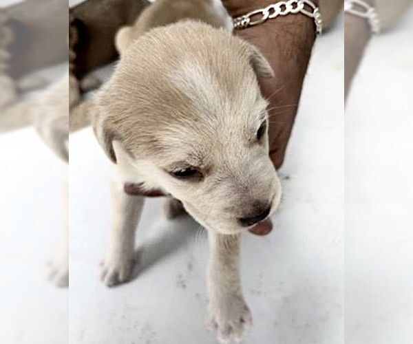 Medium Photo #1 Labrador Retriever-Unknown Mix Puppy For Sale in Houston, TX, USA