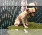 Small Chihuahua Mix