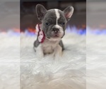 Puppy Remi French Bulldog