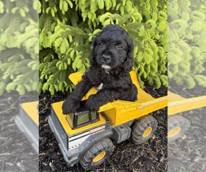 Golden Mountain Doodle Puppy for sale in MIDDLEBURY, IN, USA