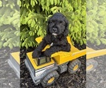 Image preview for Ad Listing. Nickname: Cooper