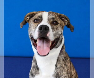 Mutt Dogs for adoption in Pasadena, CA, USA