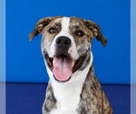 YANCEY - Male Mutt Dog for Adoption - Small photo