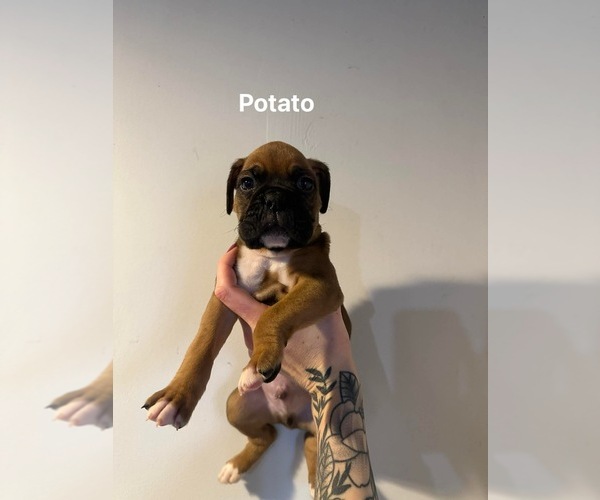 Medium Photo #1 Boxer Puppy For Sale in ELKHART, IN, USA