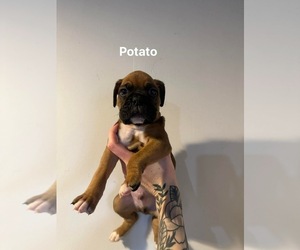Boxer Puppy for sale in ELKHART, IN, USA