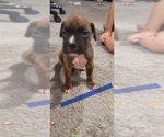 Puppy Brindle boy Boxer
