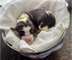 Puppy 3 English Springer Spaniel