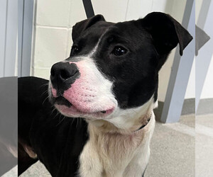 American Pit Bull Terrier-Unknown Mix Dogs for adoption in Jefferson, WI, USA