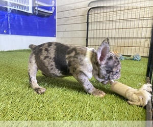 French Bulldog Puppy for sale in MORENO VALLEY, CA, USA