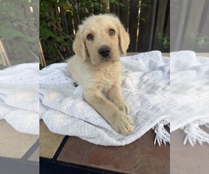 Labradoodle Puppy for sale in PEMBROKE, GA, USA
