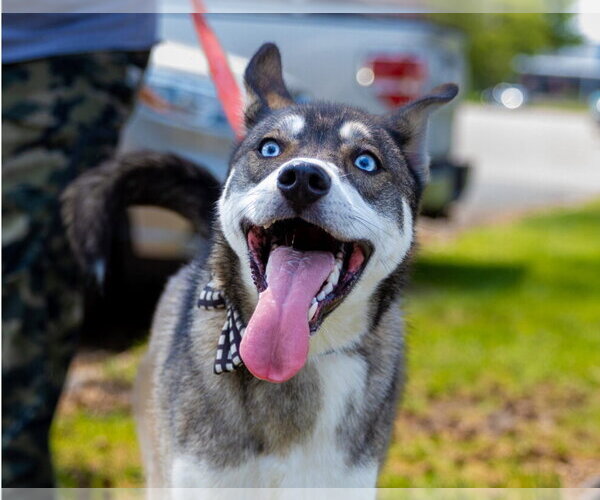 Medium Photo #4 Mutt Puppy For Sale in Brooklyn Center, MN, USA
