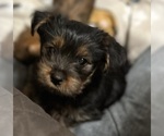 Small Photo #4 Yorkshire Terrier Puppy For Sale in ORLANDO, FL, USA
